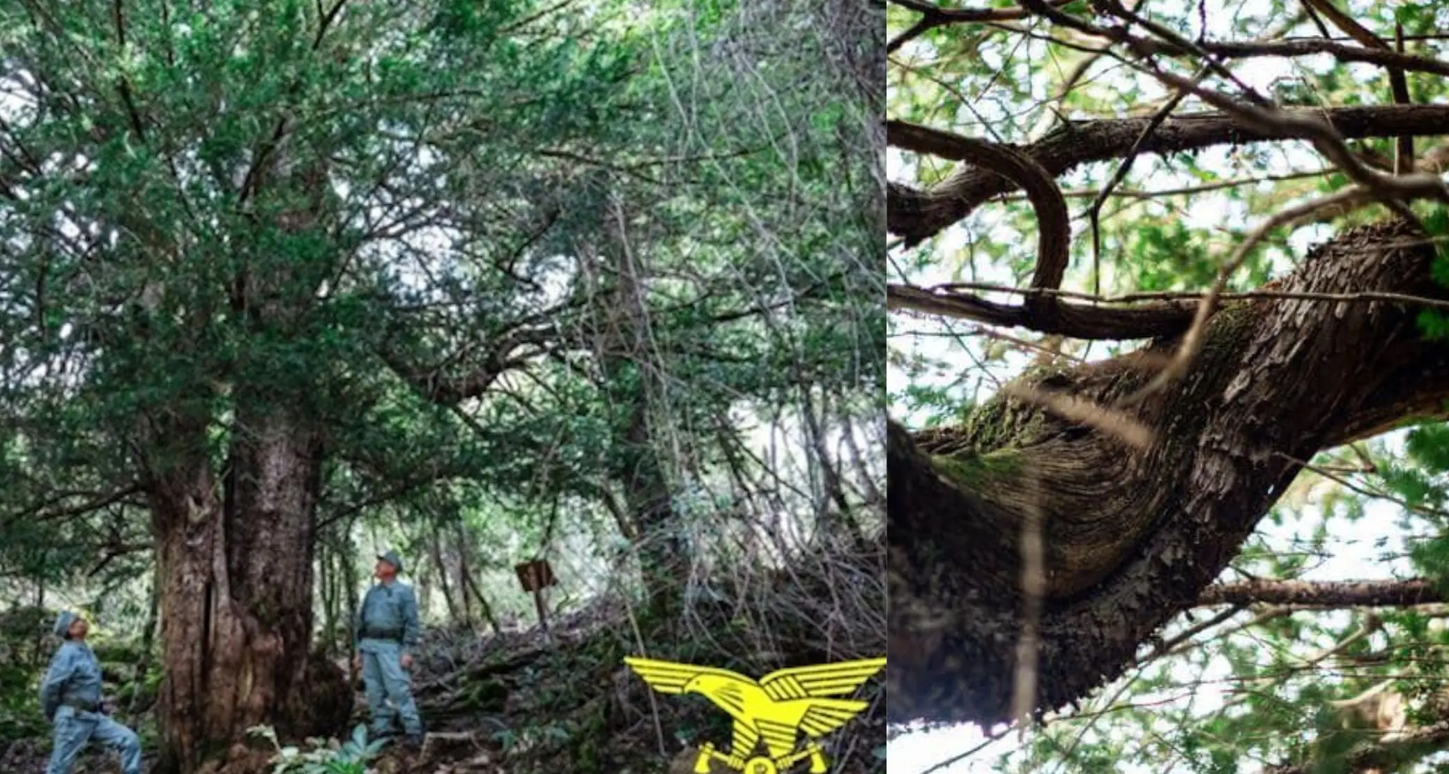 Il Tasso di Matari di Urzulei è l'Albero dell'anno 2024 in Italia