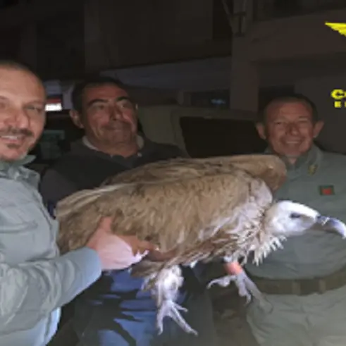 Grifone eurasiatico soccorso: intervento del Corpo forestale