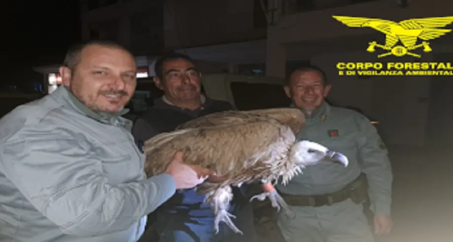 Grifone eurasiatico soccorso: intervento del Corpo forestale