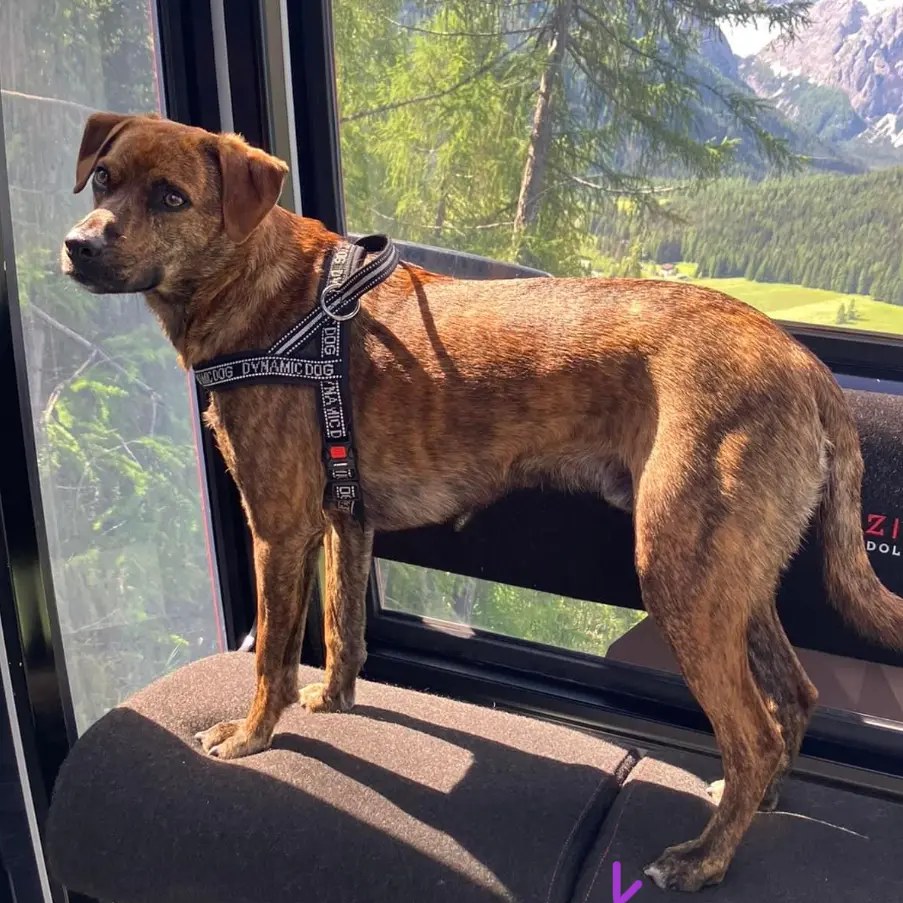 Tragedia durante una passeggiata: cane muore folgorato da un lampione