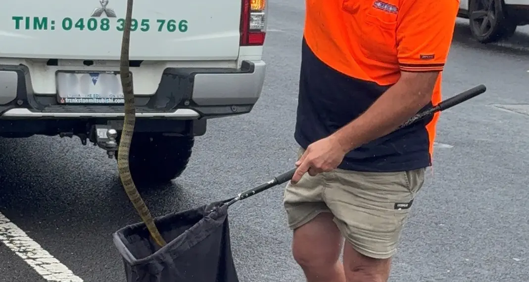 Automobilista scampa al morso di un serpente mentre è alla guida