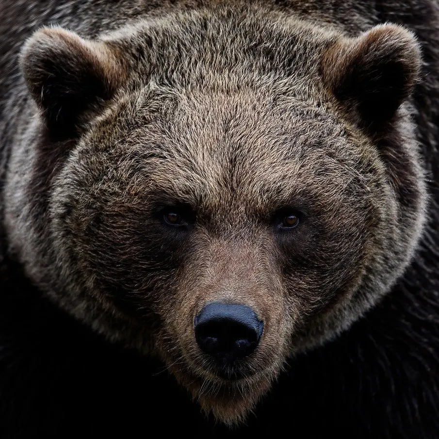 Motociclista italiano aggredito e ucciso da un orso in Romania