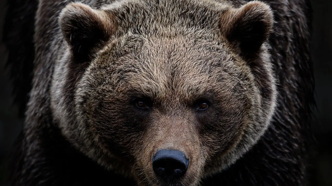 Motociclista italiano aggredito e ucciso da un orso in Romania