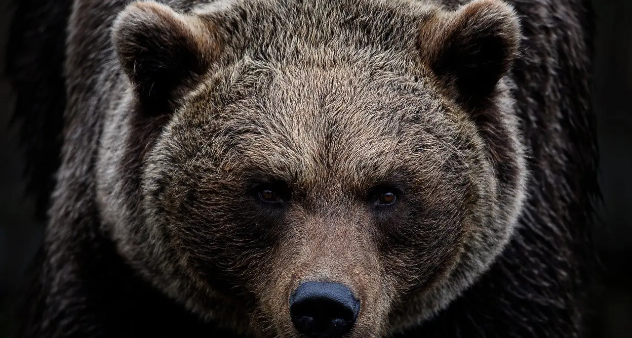 Motociclista italiano aggredito e ucciso da un orso in Romania