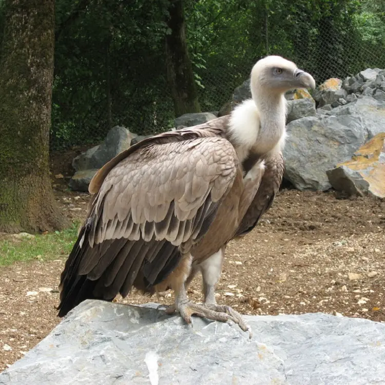 Nuovi grifoni in arrivo per il progetto LIFE Safe for Vultures