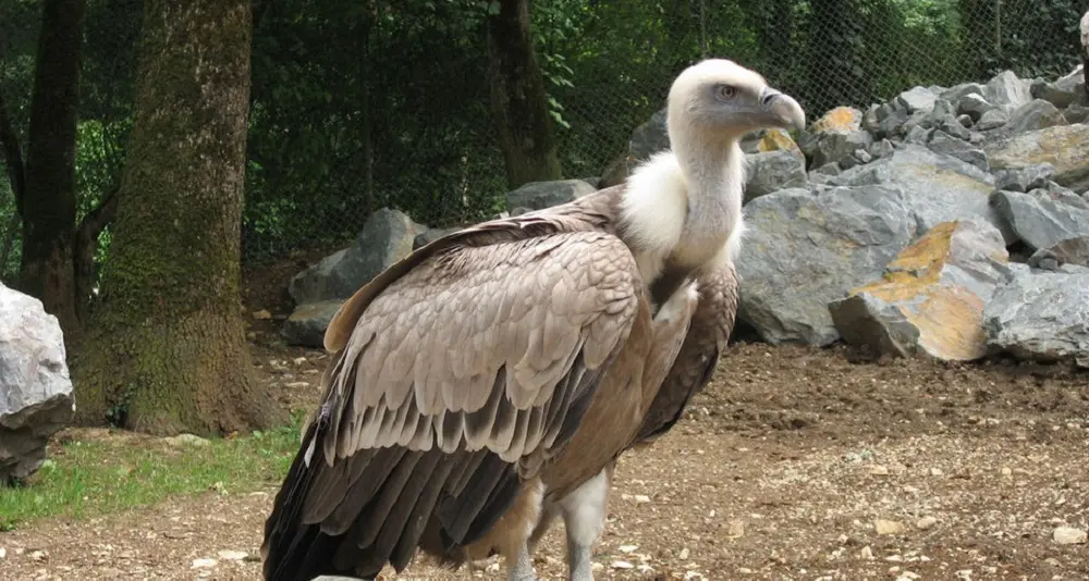 Nuovi grifoni in arrivo per il progetto LIFE Safe for Vultures