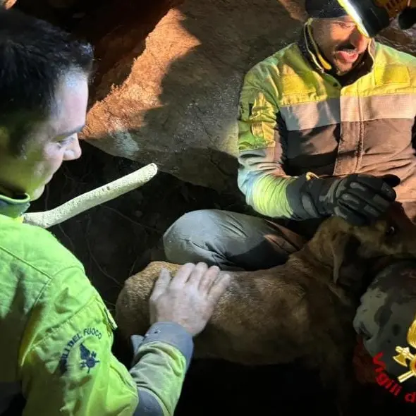 Cane da caccia salvato a Ballao dopo 24 ore