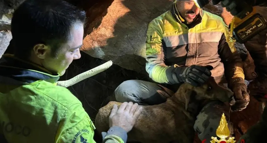 Cane da caccia salvato a Ballao dopo 24 ore