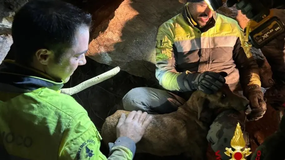 Cane da caccia salvato a Ballao dopo 24 ore