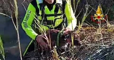 Cane intrappolato in un canneto a Serdiana: intervento dei Vigili del fuoco