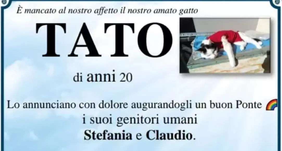 Manifesti funebri per il gatto Tato, ma il Comune nega il permesso di affissione