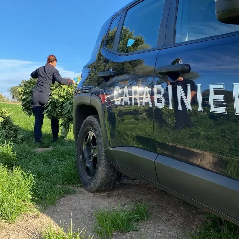 Lotta alla droga a Nuoro: sequestrate 18 tonnellate di cannabis e arrestate 30 persone