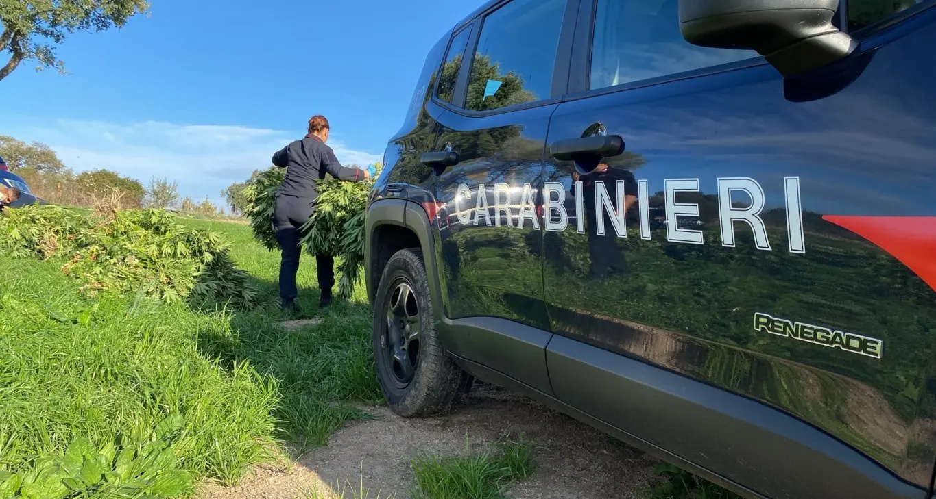 Lotta alla droga a Nuoro: sequestrate 18 tonnellate di cannabis e arrestate 30 persone
