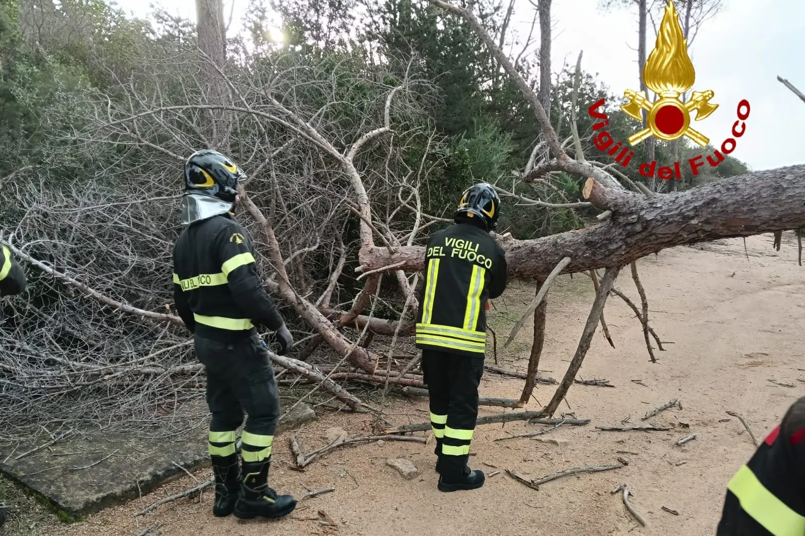 <p>Messa in sicurezza di alcuni alberi a La Maddalena</p>\\n