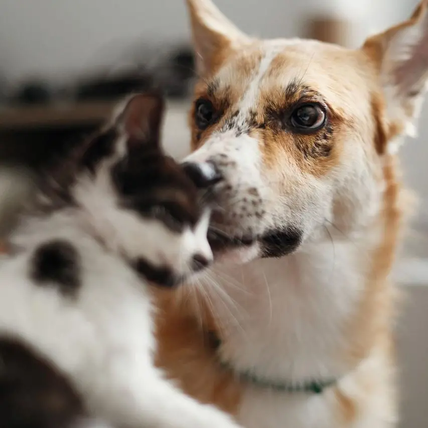 Capodanno, il veterinario: \"A mezzanotte state con i vostri animali, particolare attenzione ai cani\"