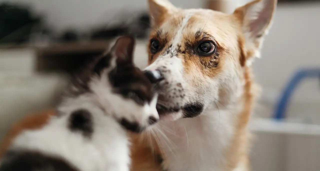 Capodanno, il veterinario: \"A mezzanotte state con i vostri animali, particolare attenzione ai cani\"