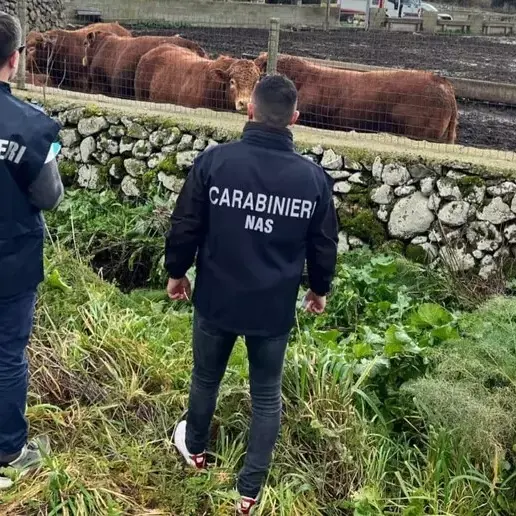 Farmaci pericolosi ai bovini: arrestato allevatore a Oristano