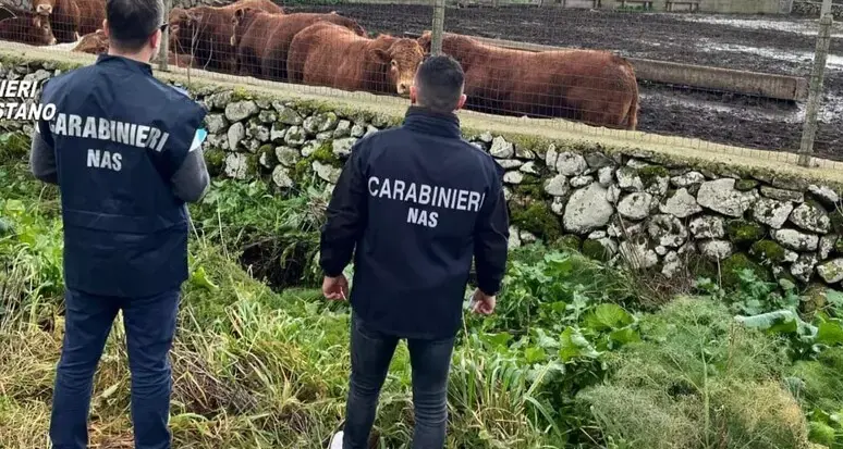 Farmaci pericolosi ai bovini: arrestato allevatore a Oristano