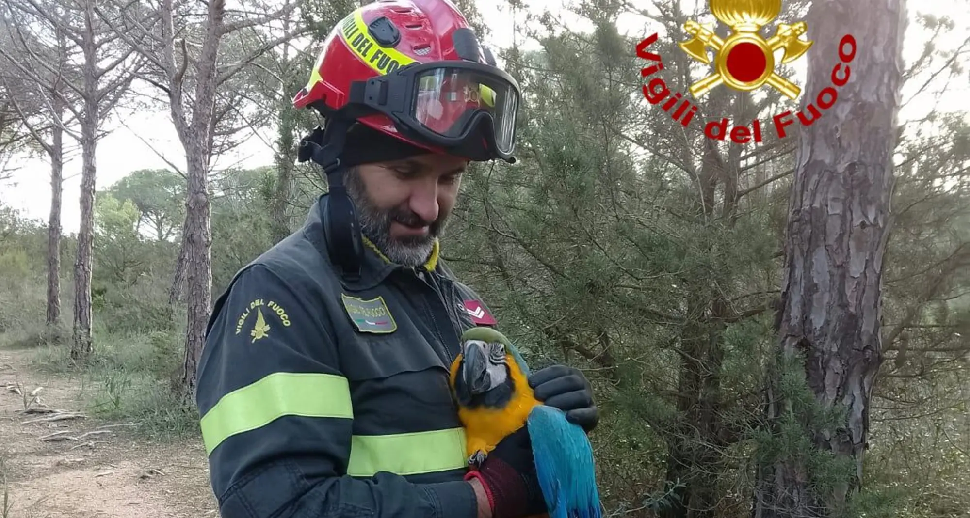 Pappagallo esotico recuperato a Cala Ginepro