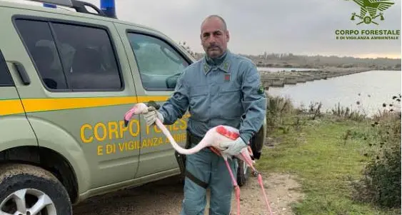 Fenicottero ferito salvato nello Stagno di Cabras