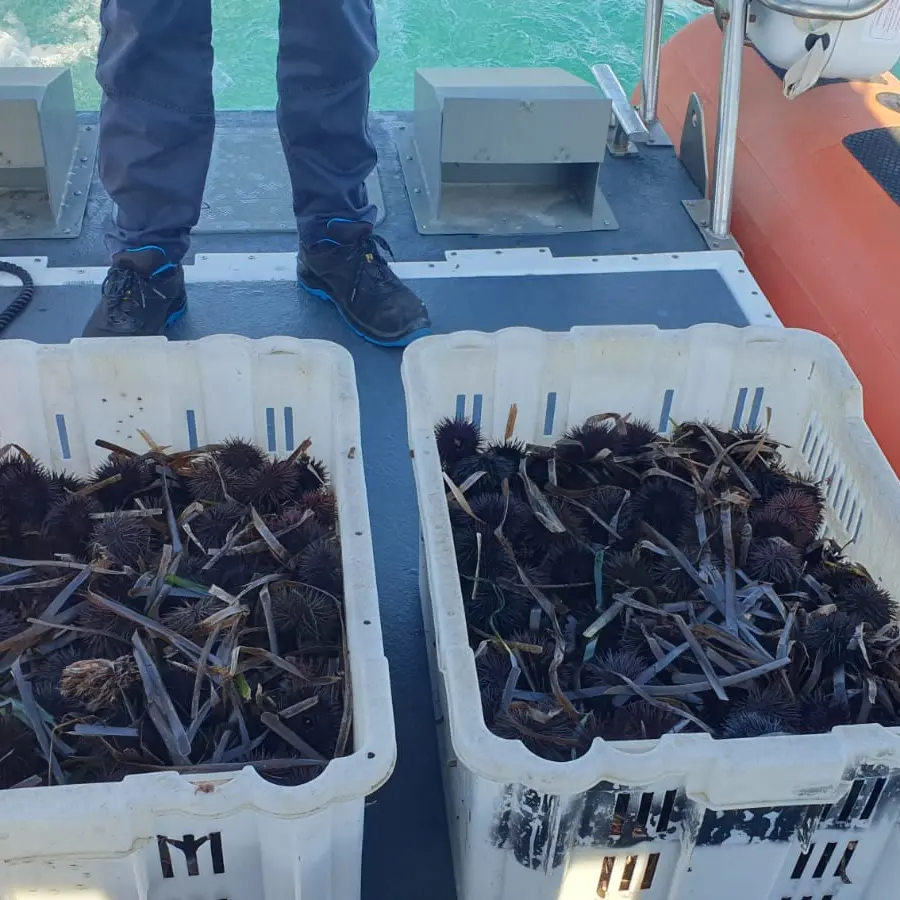 Pesca illegale di ricci di mare: maxi multa per un pescatore a Portoscuso