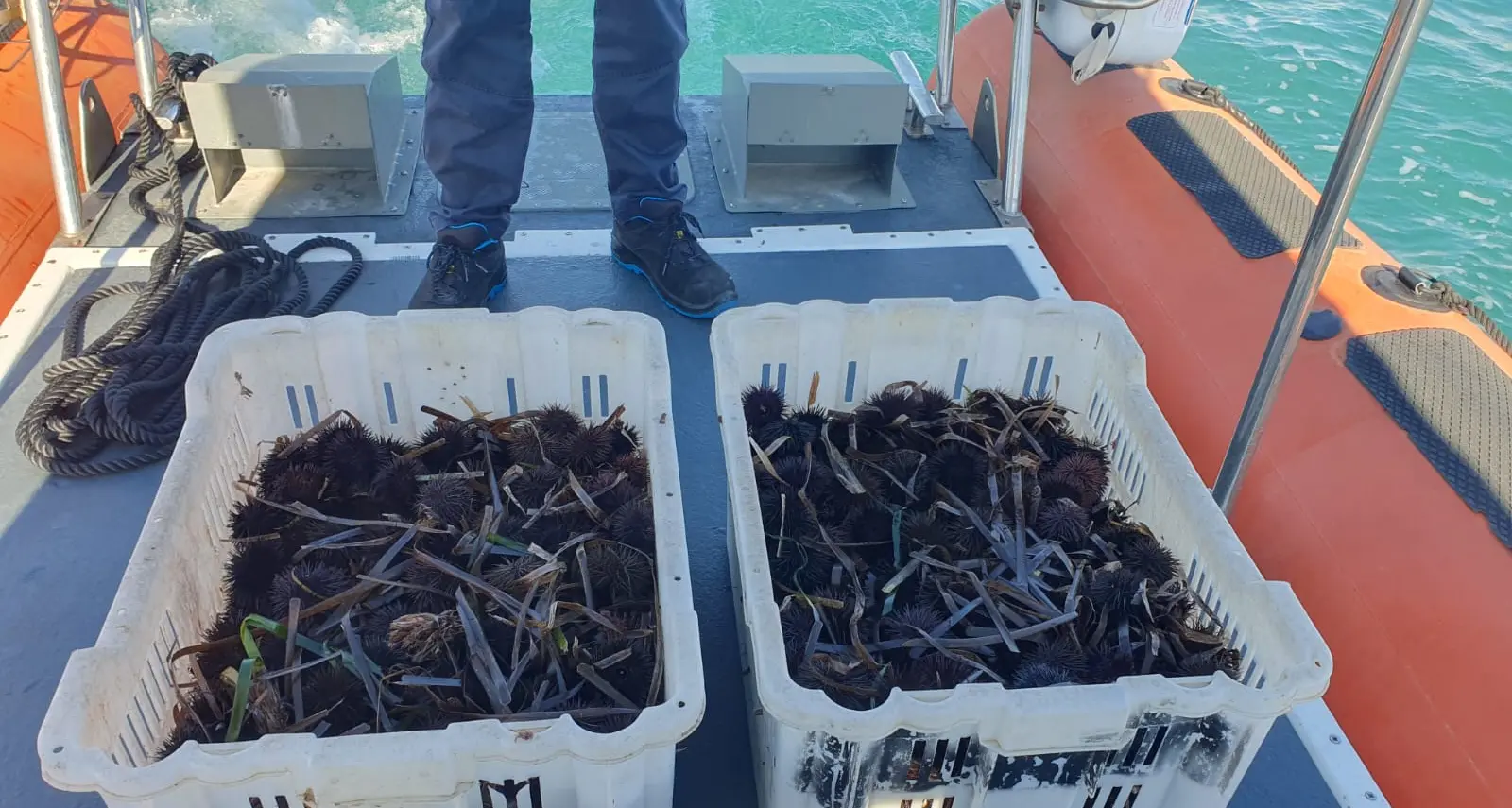 Pesca illegale di ricci di mare: maxi multa per un pescatore a Portoscuso