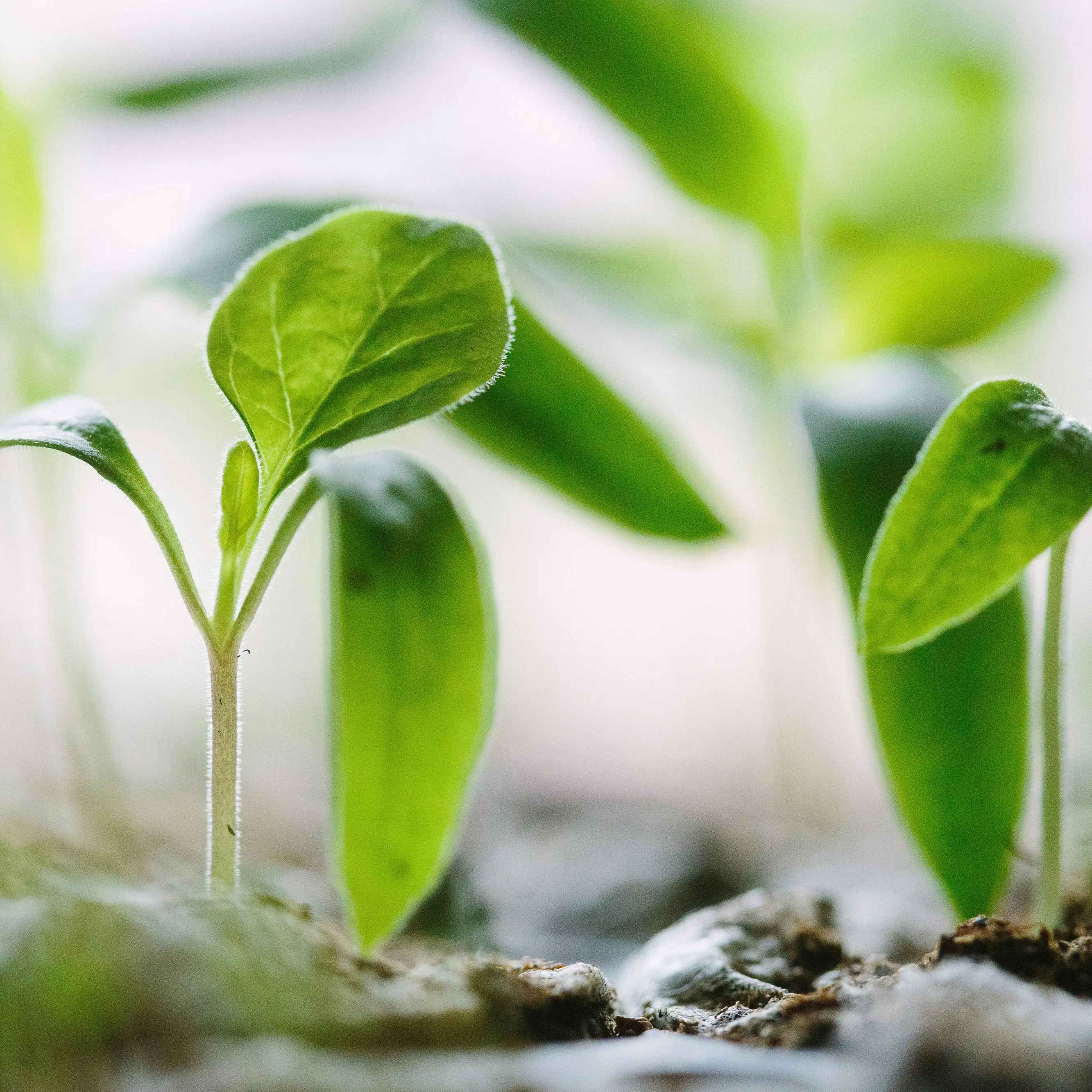 Nuovi alberi da frutto piantati dopo il furto nella scuola a Quartu Sant'Elena