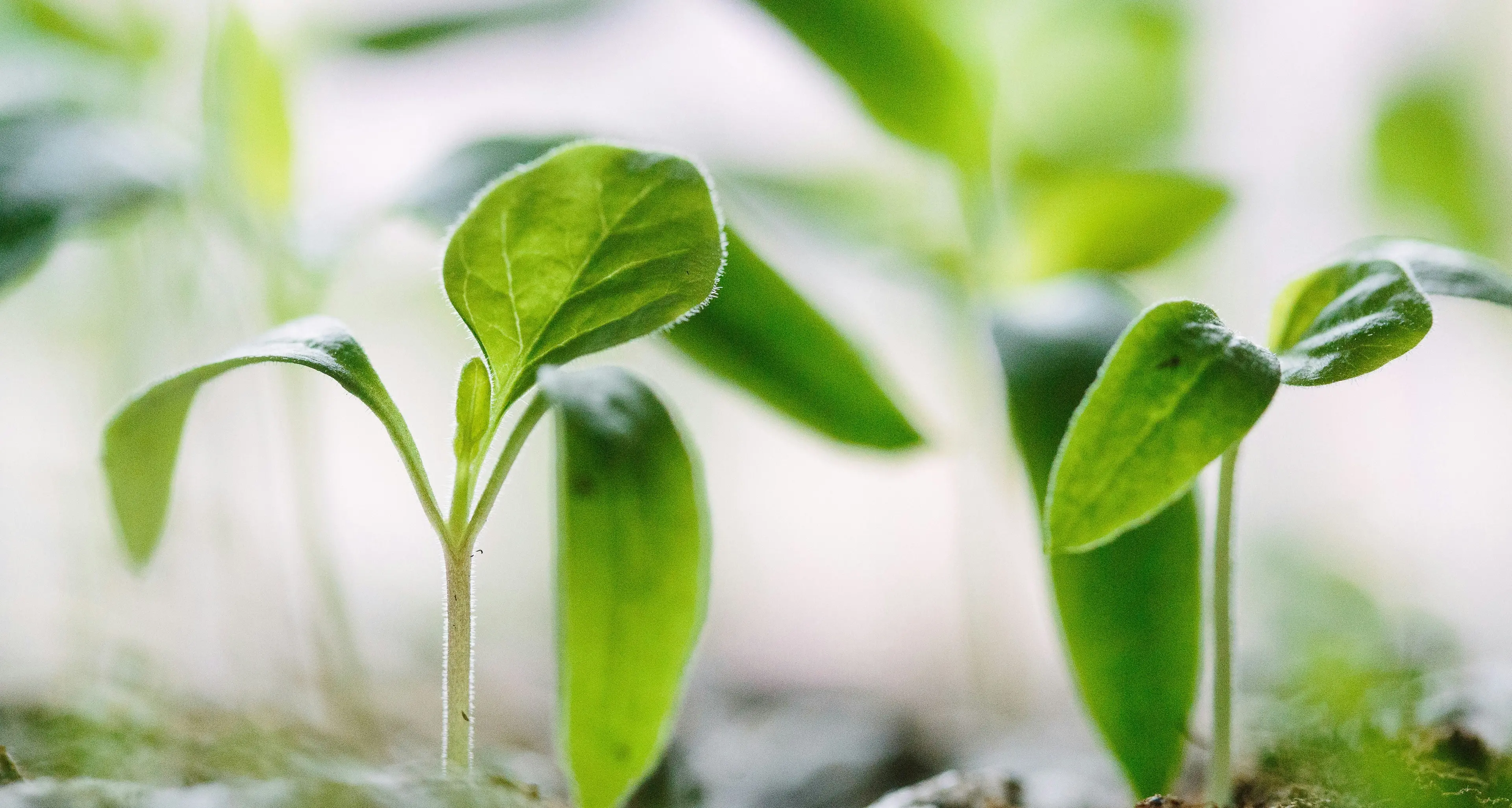 Nuovi alberi da frutto piantati dopo il furto nella scuola a Quartu Sant'Elena