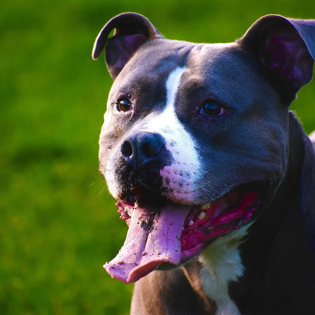 Cani potenzialmente pericolosi, in Lombardia la proposta di un patentino