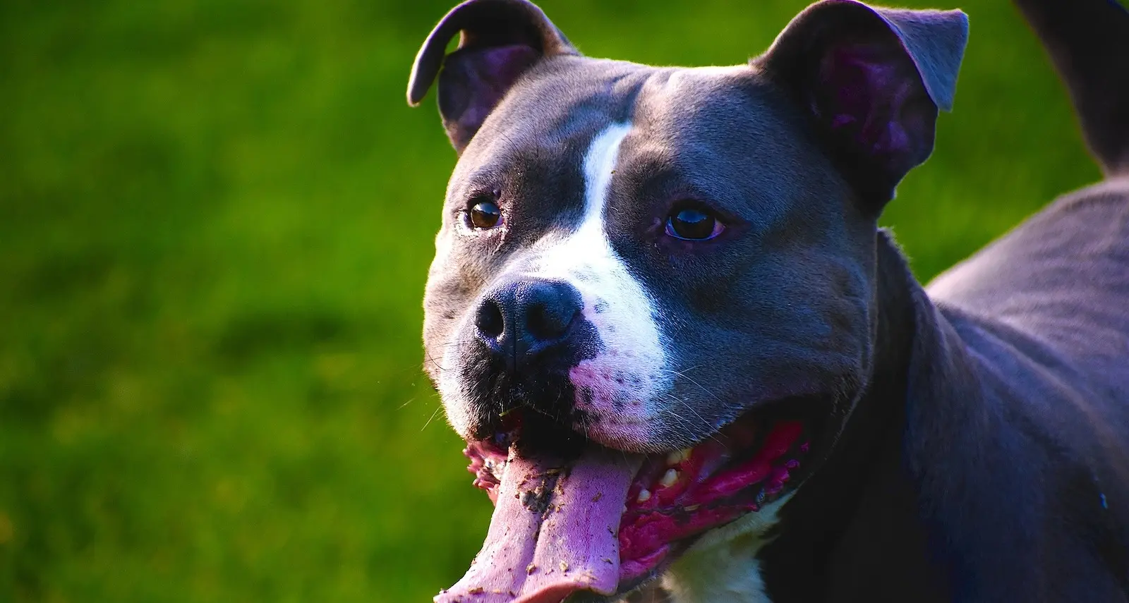 Cani potenzialmente pericolosi, in Lombardia la proposta di un patentino