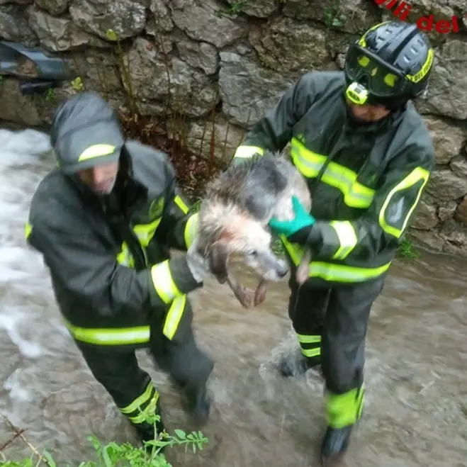 Cane in un canale a Jerzu: salvato dai Vigili del Fuoco