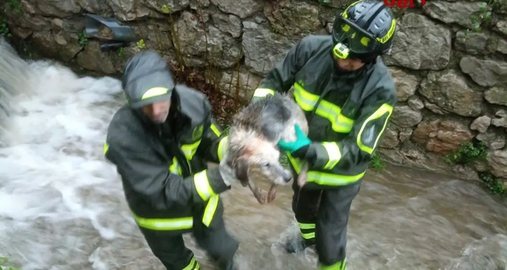 Cane in un canale a Jerzu: salvato dai Vigili del Fuoco