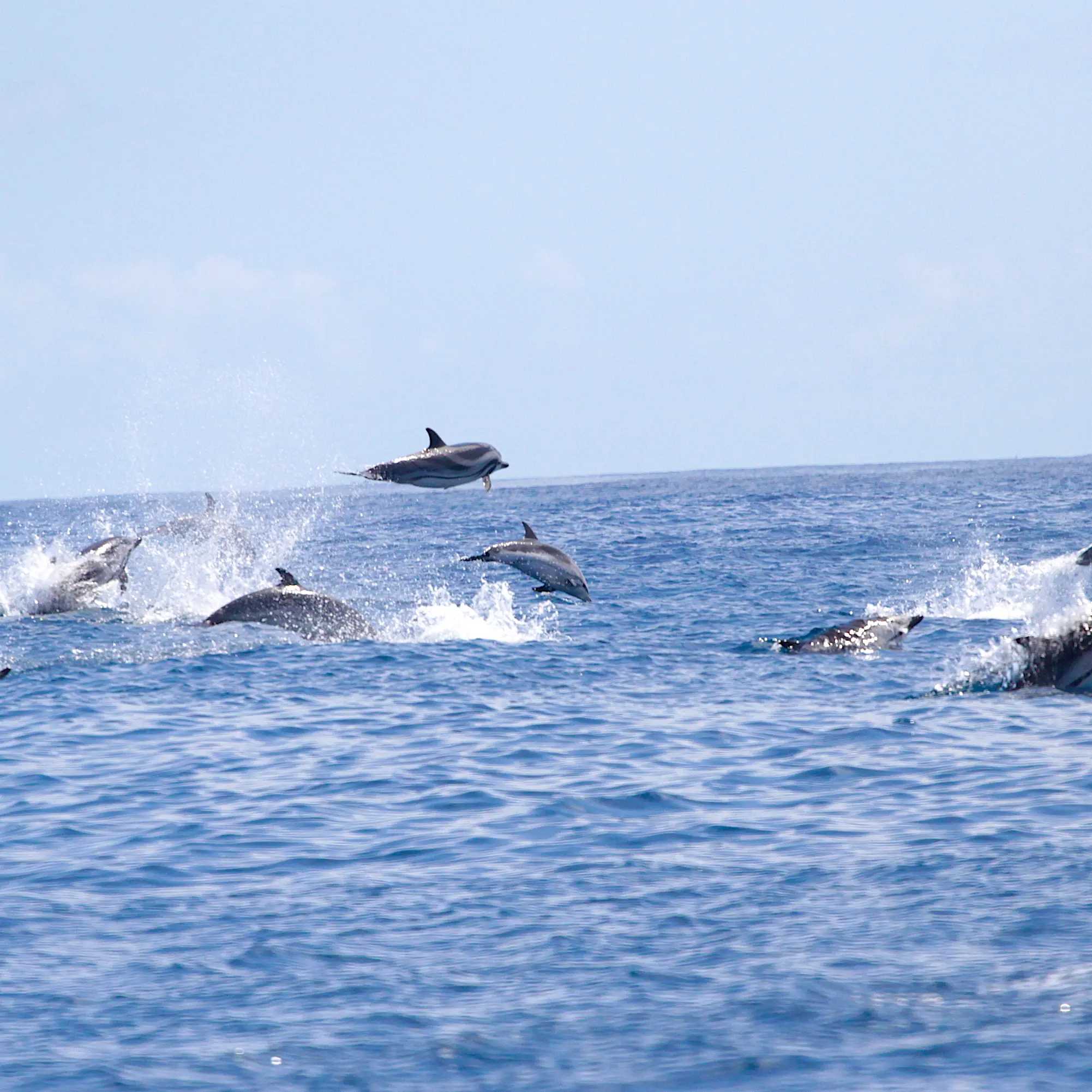 Tutela dei cetacei: un anno di iniziative per la biodiversità marina a Sassari