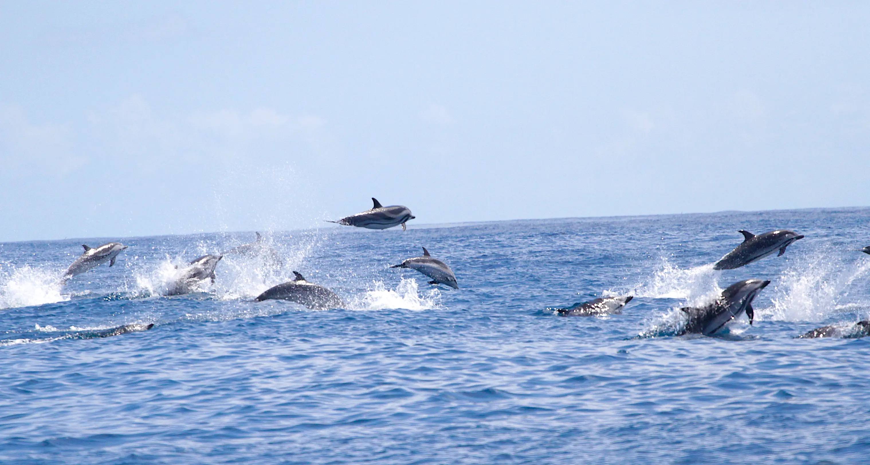 Tutela dei cetacei: un anno di iniziative per la biodiversità marina a Sassari