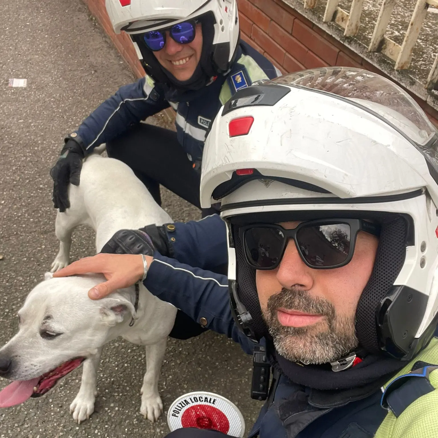 Vagava spaesato in strada a Cagliari, pitbull recuperato dalla Polizia Locale