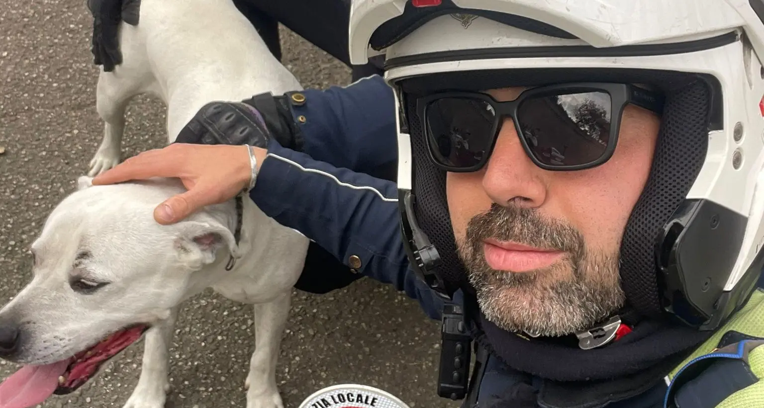 Vagava spaesato in strada a Cagliari, pitbull recuperato dalla Polizia Locale