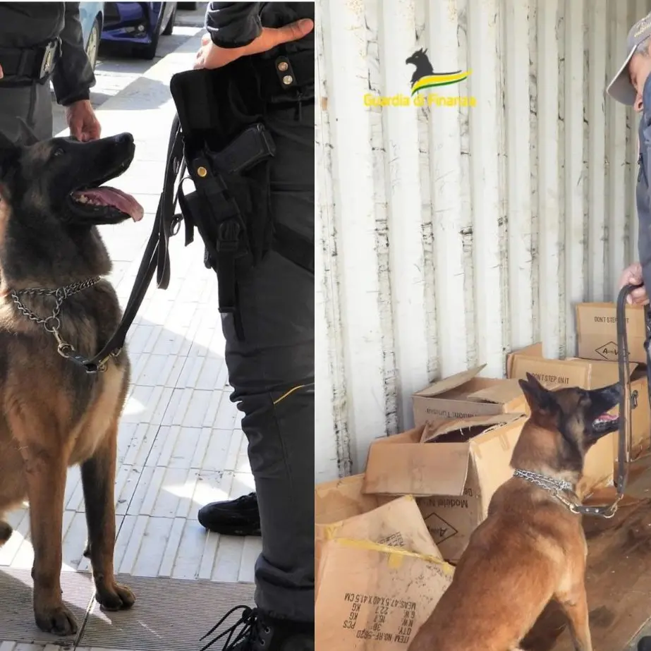 Addio a Demon, il cane antidroga delle Fiamme Gialle di Cagliari