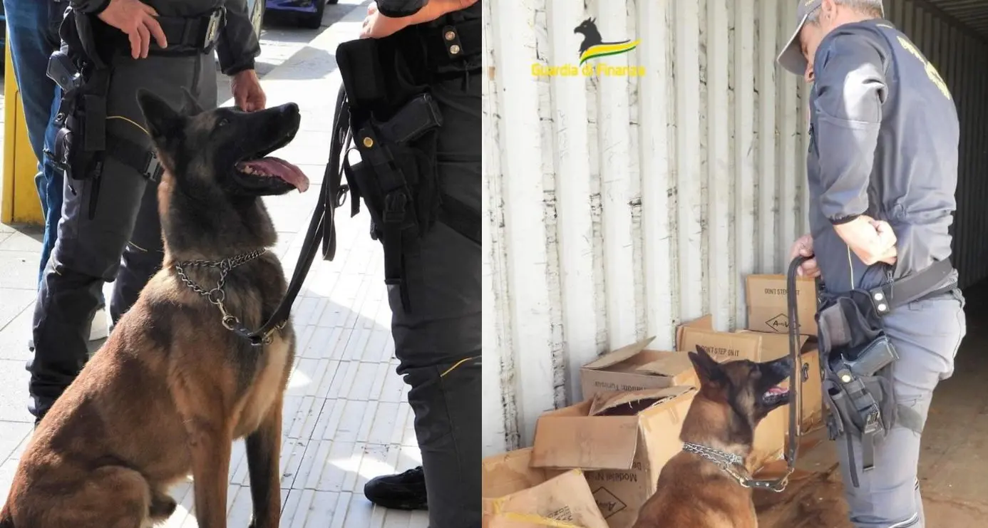 Addio a Demon, il cane antidroga delle Fiamme Gialle di Cagliari