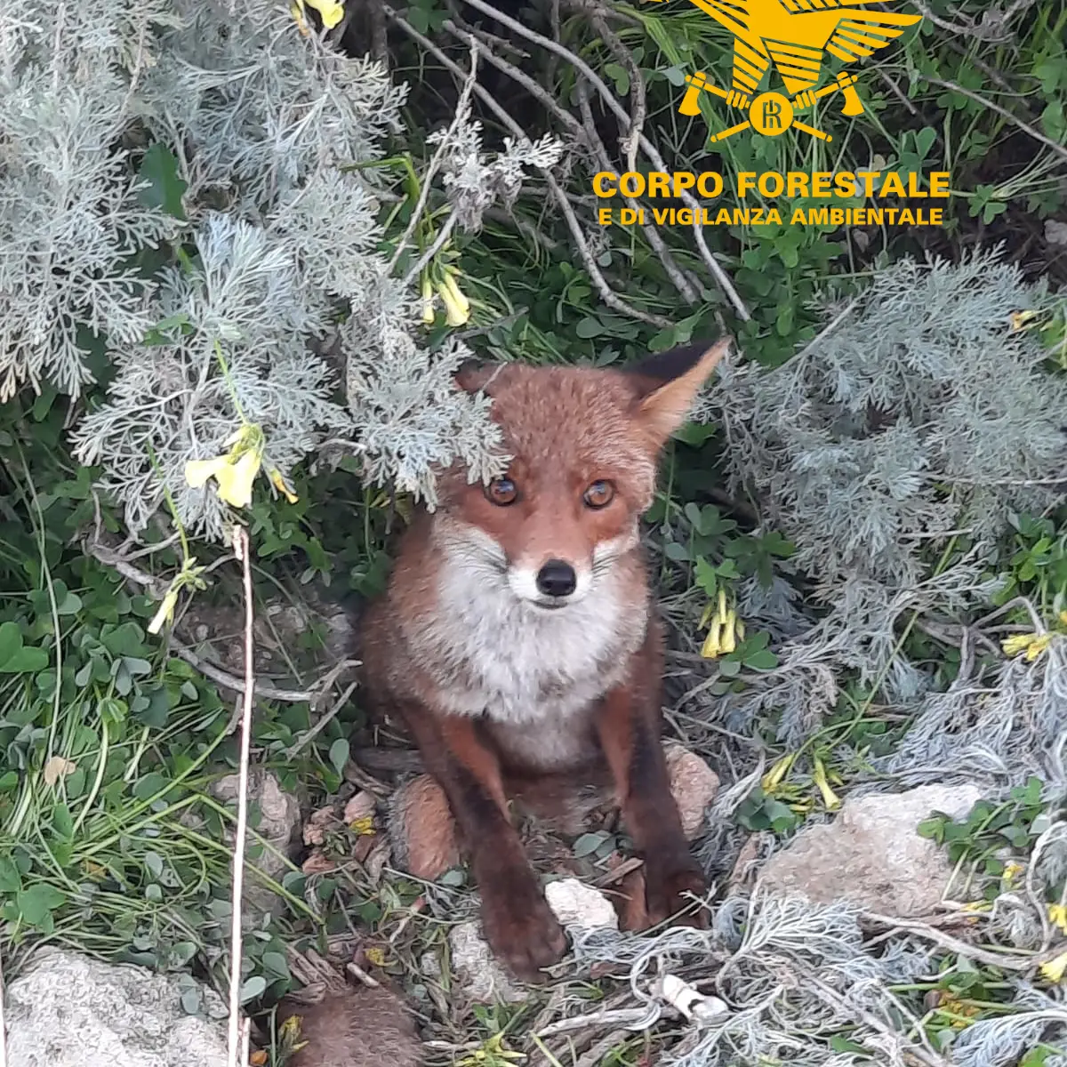 Volpe ferita soccorsa dalla Forestale di Cagliari e affidata alle cure veterinarie