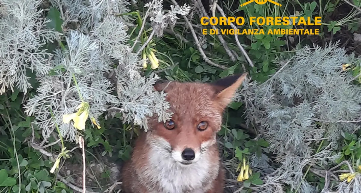Volpe ferita soccorsa dalla Forestale di Cagliari e affidata alle cure veterinarie