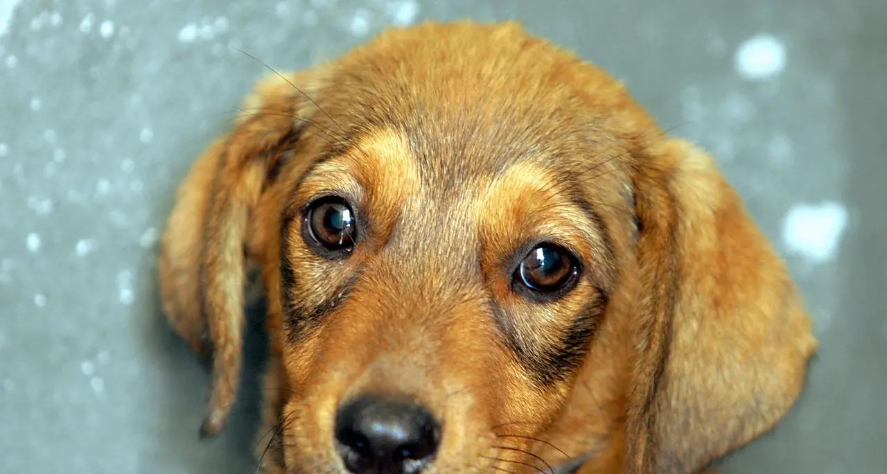 Spiagge pet-friendly a Sassari: nuove aree per cani a Fiume Santo e Porto Ferro