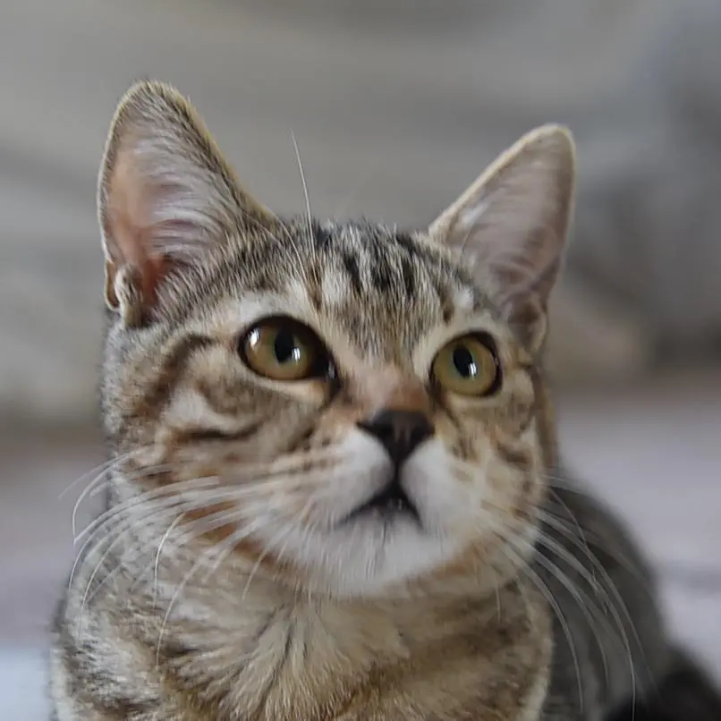 Orrore online: video di torture su gatti venduti in rete