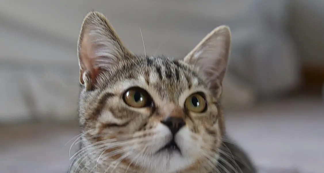 Orrore online: video di torture su gatti venduti in rete