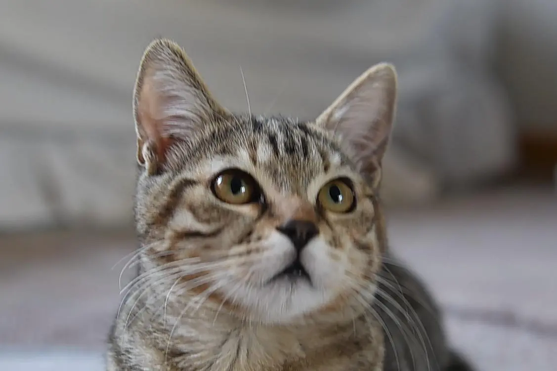 <p>Foto simbolo</p>\\n