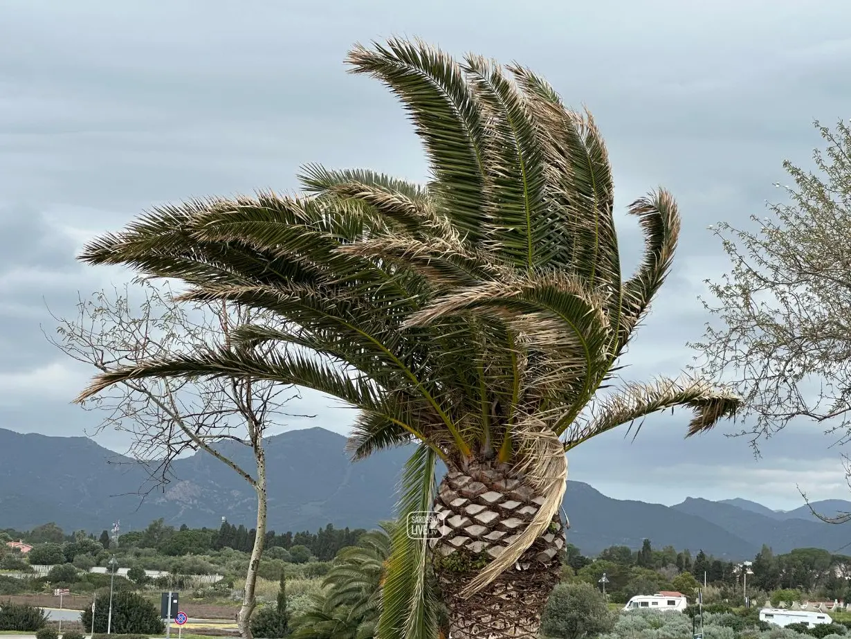 Sardegna nella morsa del maltempo: vento oltre i 100 km/h, neve sul Gennargentu e trasporti in tilt