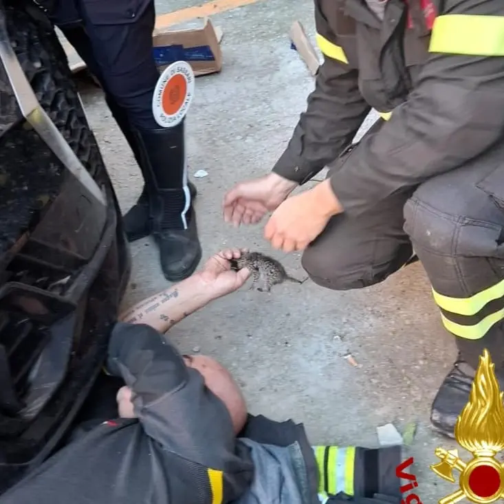 Gattini intrappolati nel motore: salvati dai Vigili del fuoco a Sassari | IL VIDEO