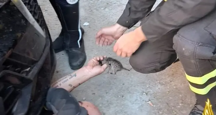 Gattini intrappolati nel motore: salvati dai Vigili del fuoco a Sassari | IL VIDEO
