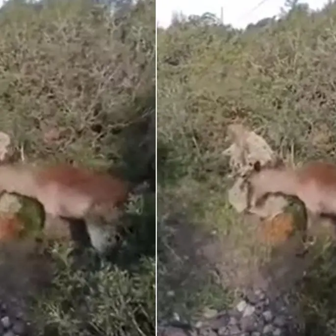 Daino intrappolato salvato dalla Forestale di Guspini ad Arbus