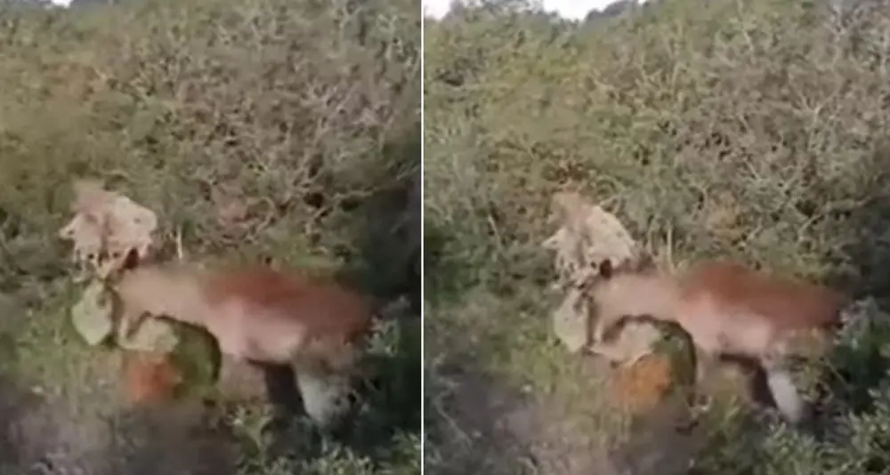 Daino intrappolato salvato dalla Forestale di Guspini ad Arbus