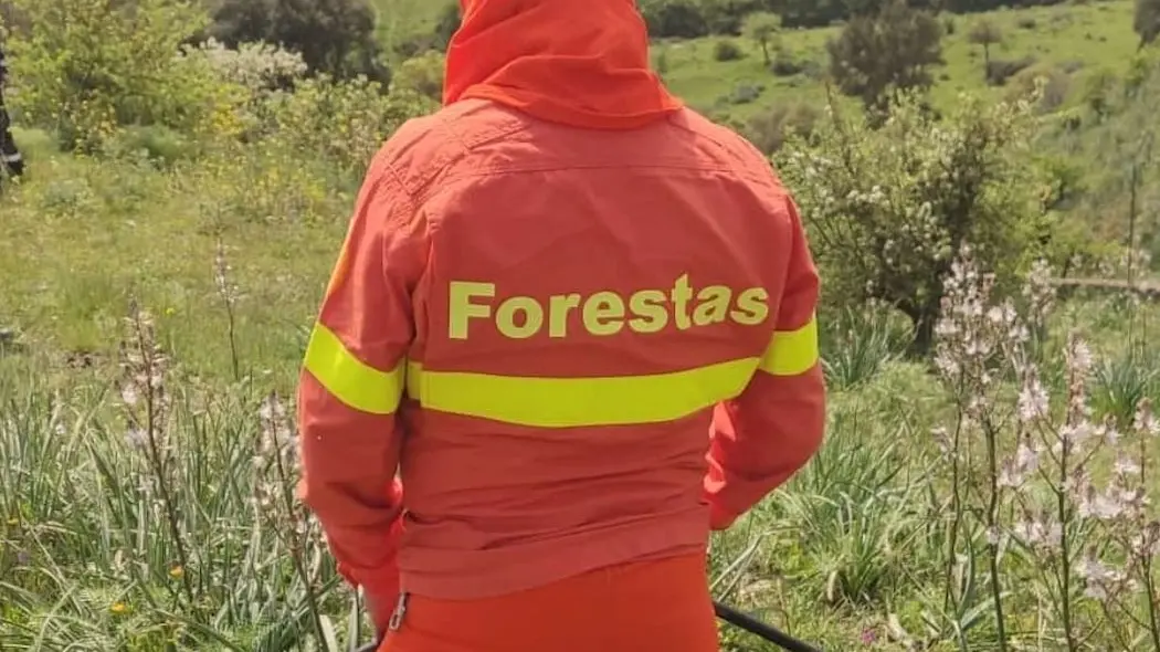 Forestas, 104 assunzioni a tempo indeterminato in 62 Comuni